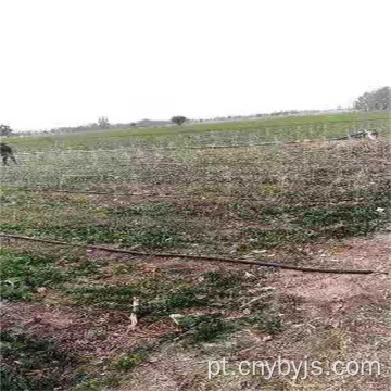 Micropulverização de mangueiras para cultivo de pomar irrigação de estufa